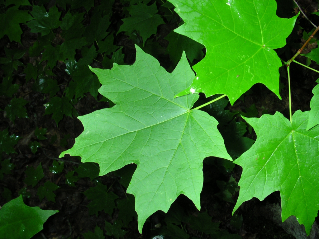 leaf
