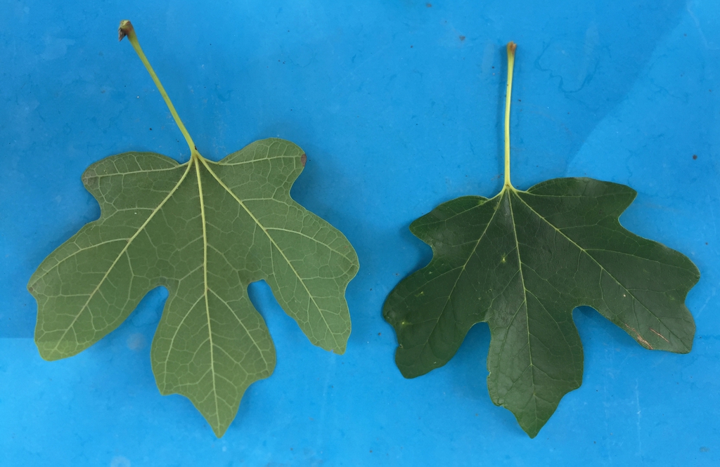 leaf