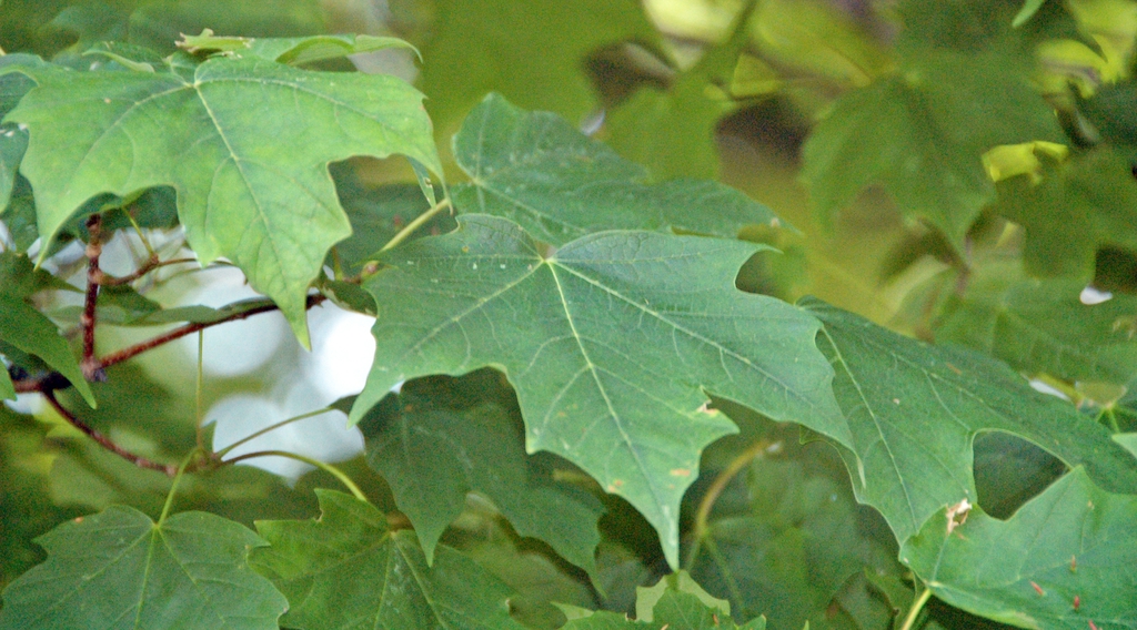 leaves