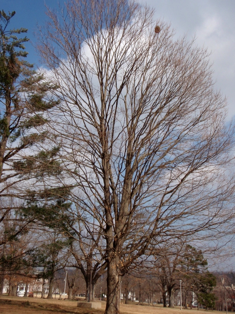 Bare tree showing crown branches.