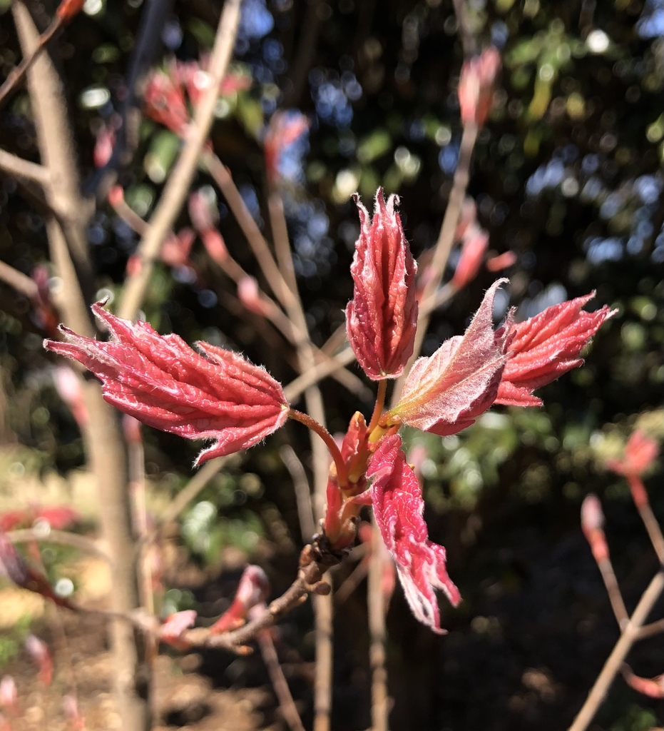 Rare Sugar Maple that had pinkish red emerging leaves