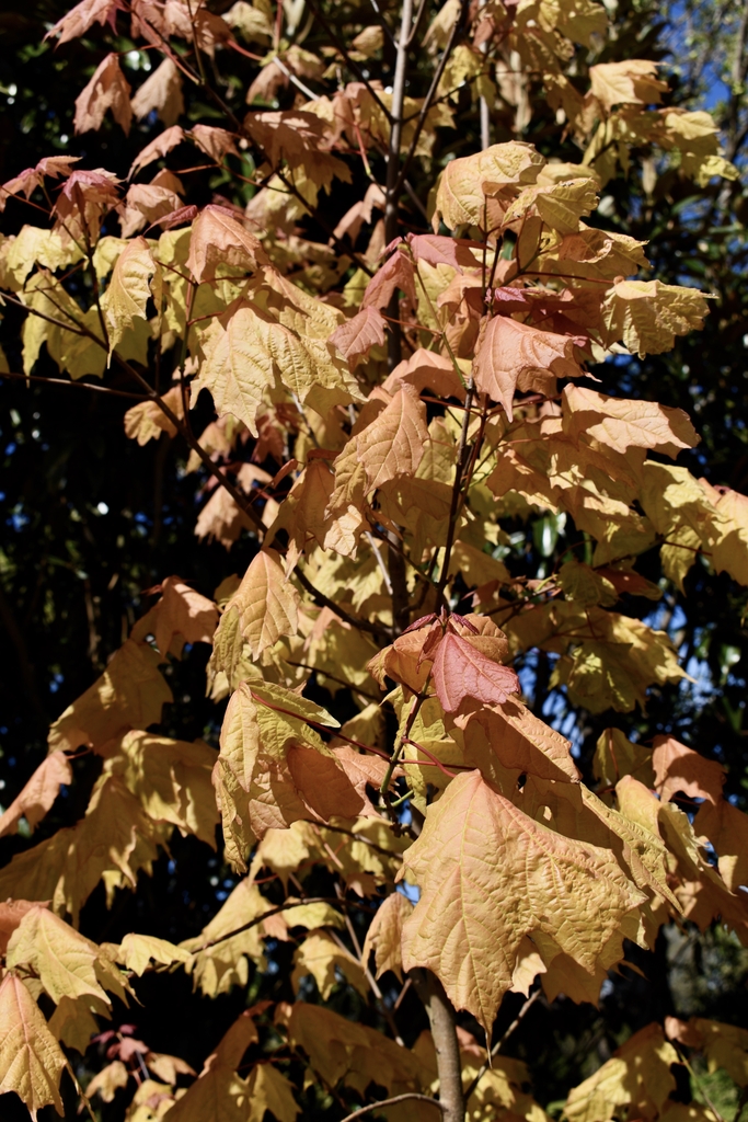 Rare Mountain Sugar Maple yellow orange leaves