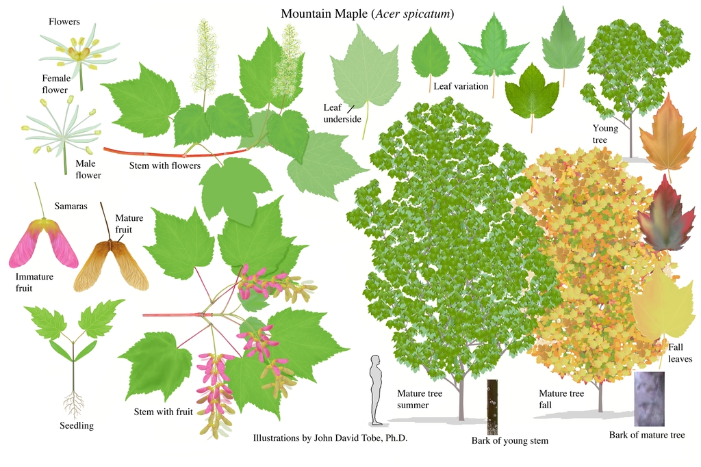 Color illustration of the technical details of this species.