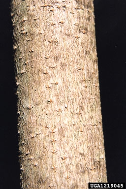 Acer spicatum