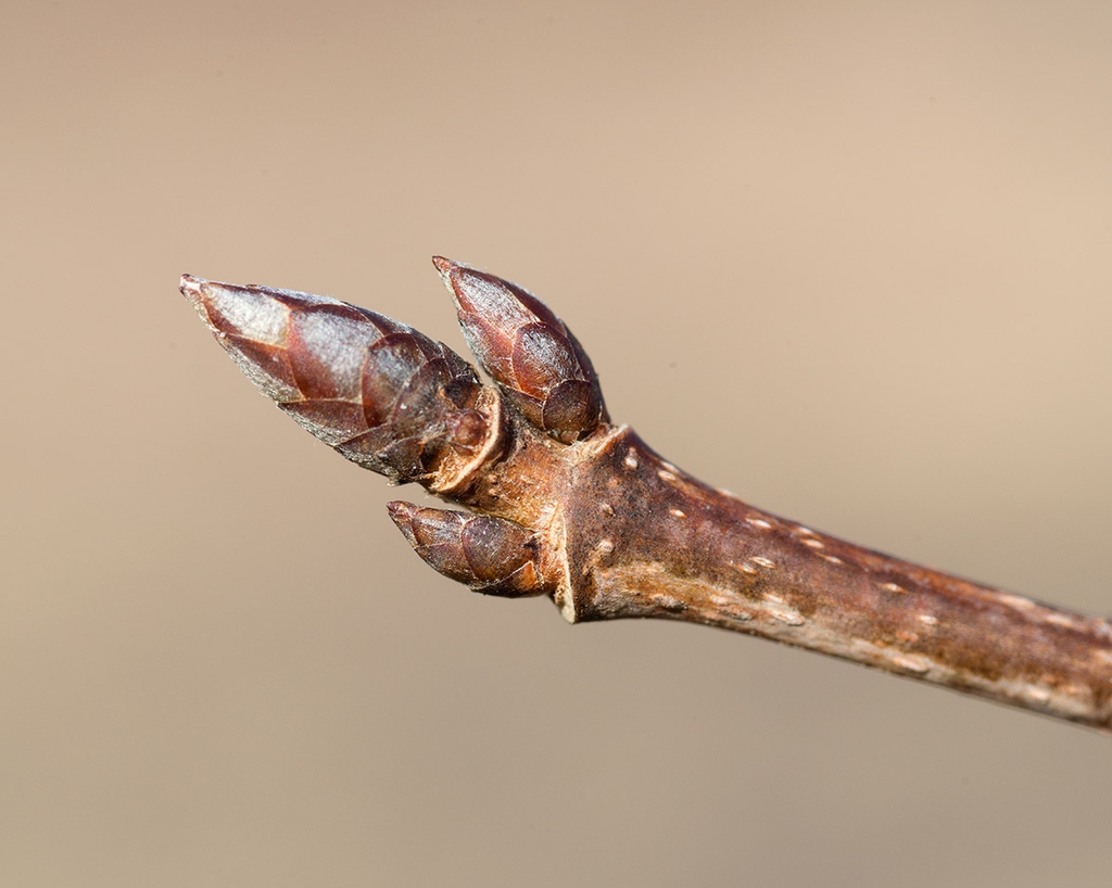 Terminal buds