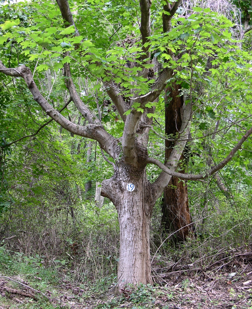 Cork-like brown bark of the sugar maple