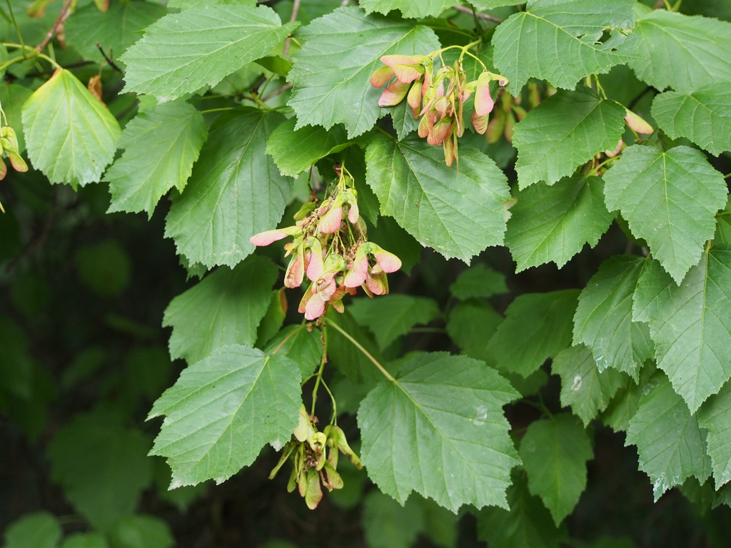 Fruits (samaras) and leaves.