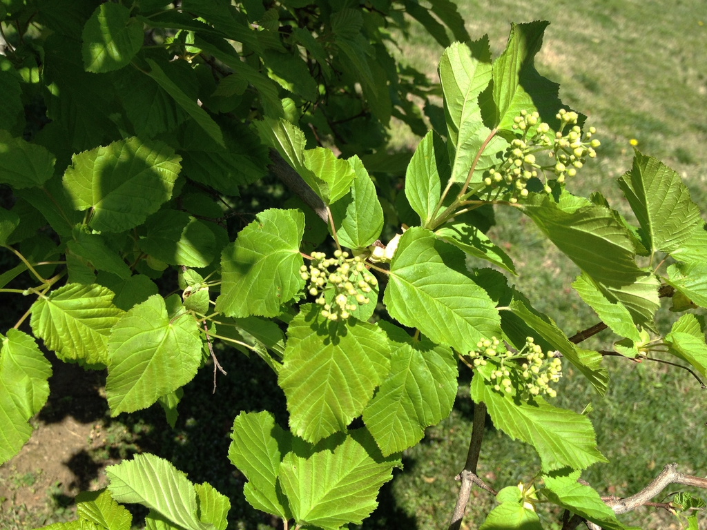 Acer tataricum