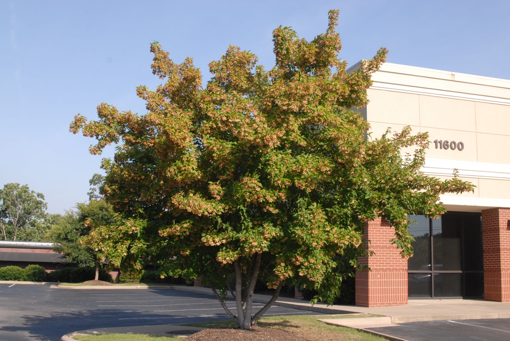 Acer tataricum