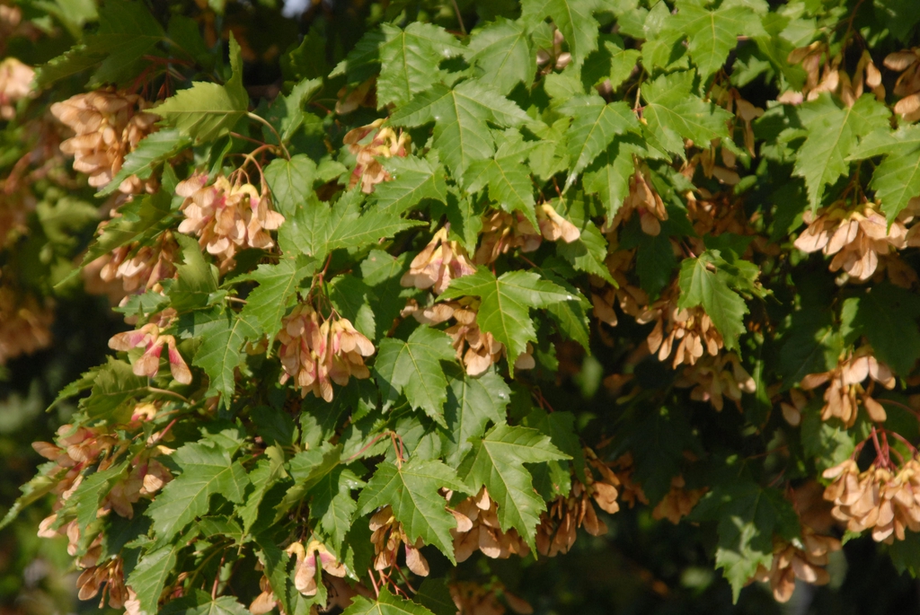 Acer tataricum