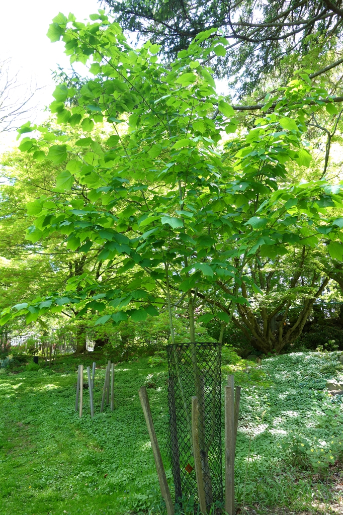 Form