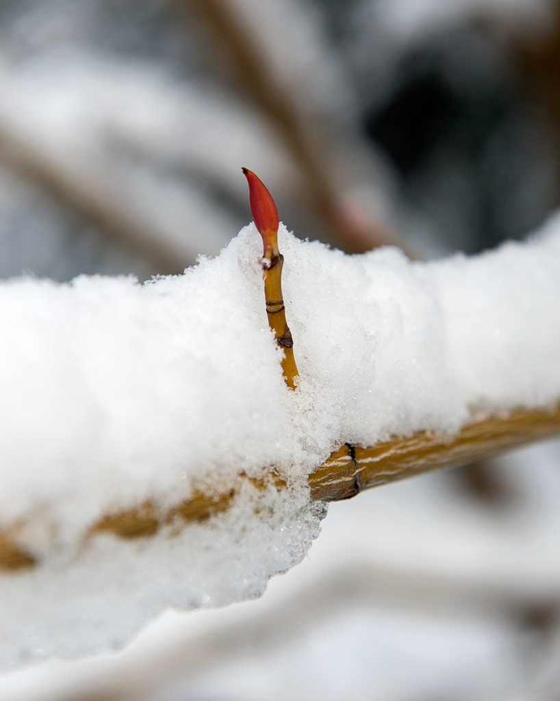 Dormant winter bud