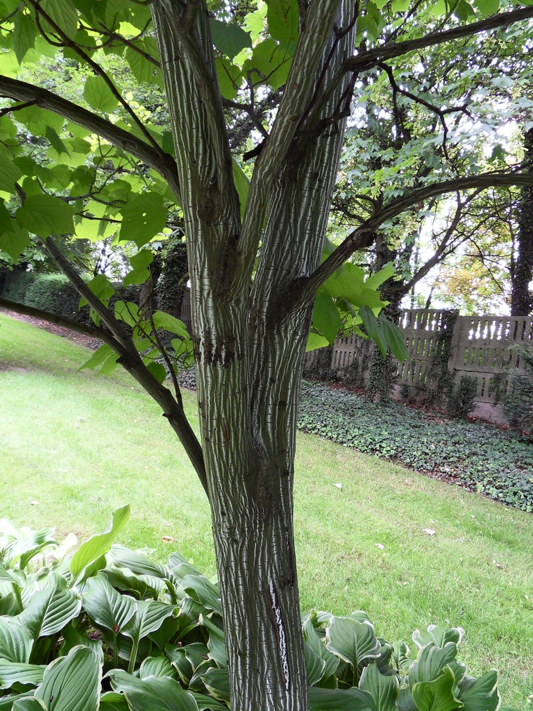 Trunk