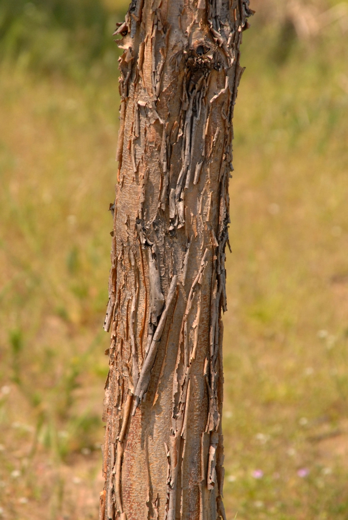Acer triflorum