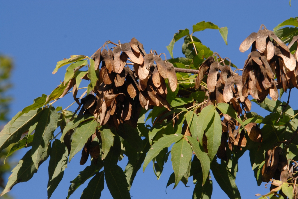 Acer triflorum
