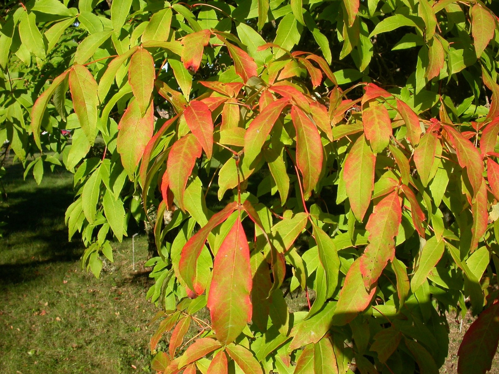 Acer triflorum