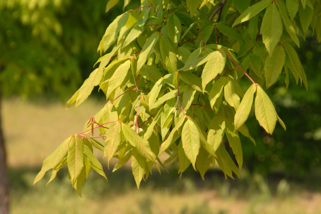 Acer triflorum