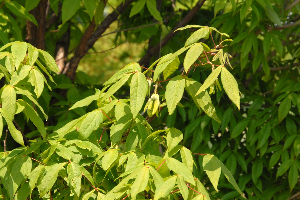 Acer triflorum