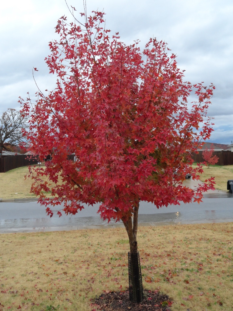 Acer truncatum