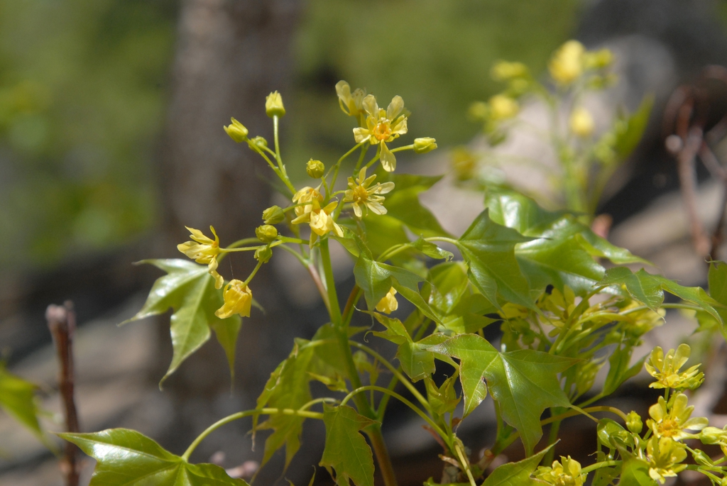 Acer truncatum