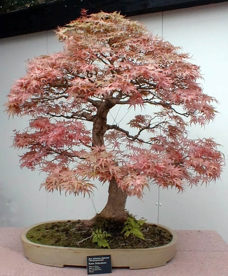 Miniature rounded habit of a maple tree used as a bonsai