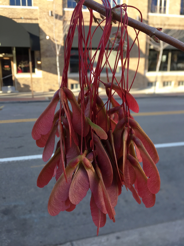'Armstrong' fruit