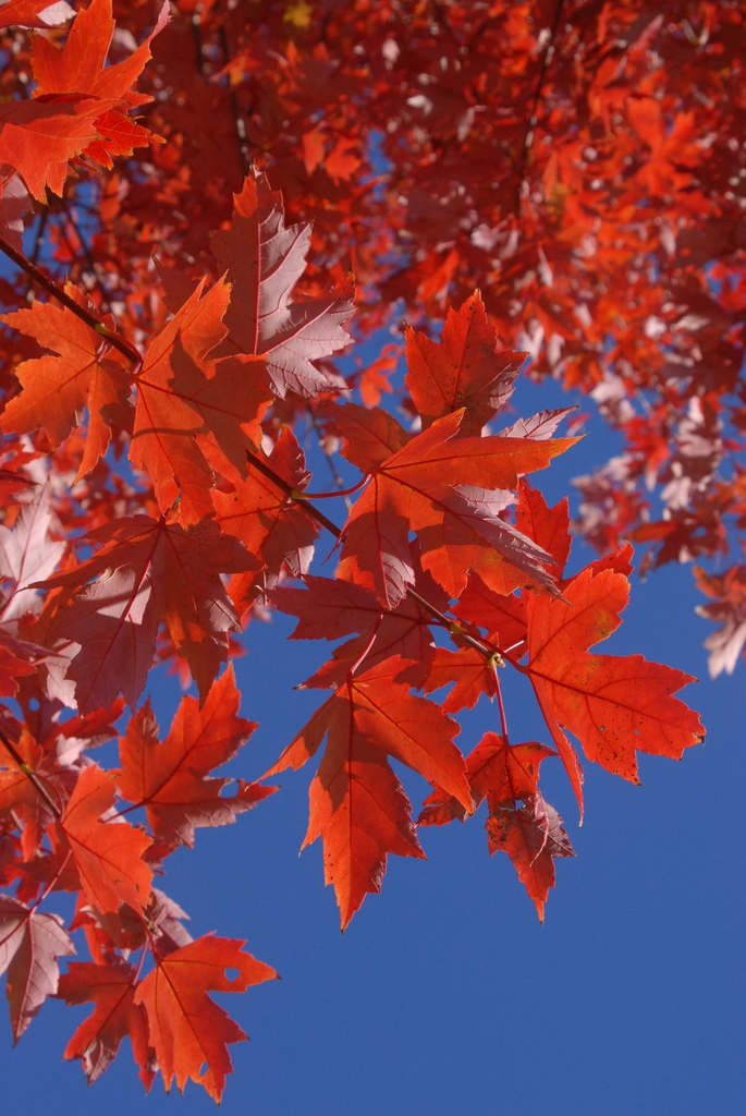 underside of branch fall color