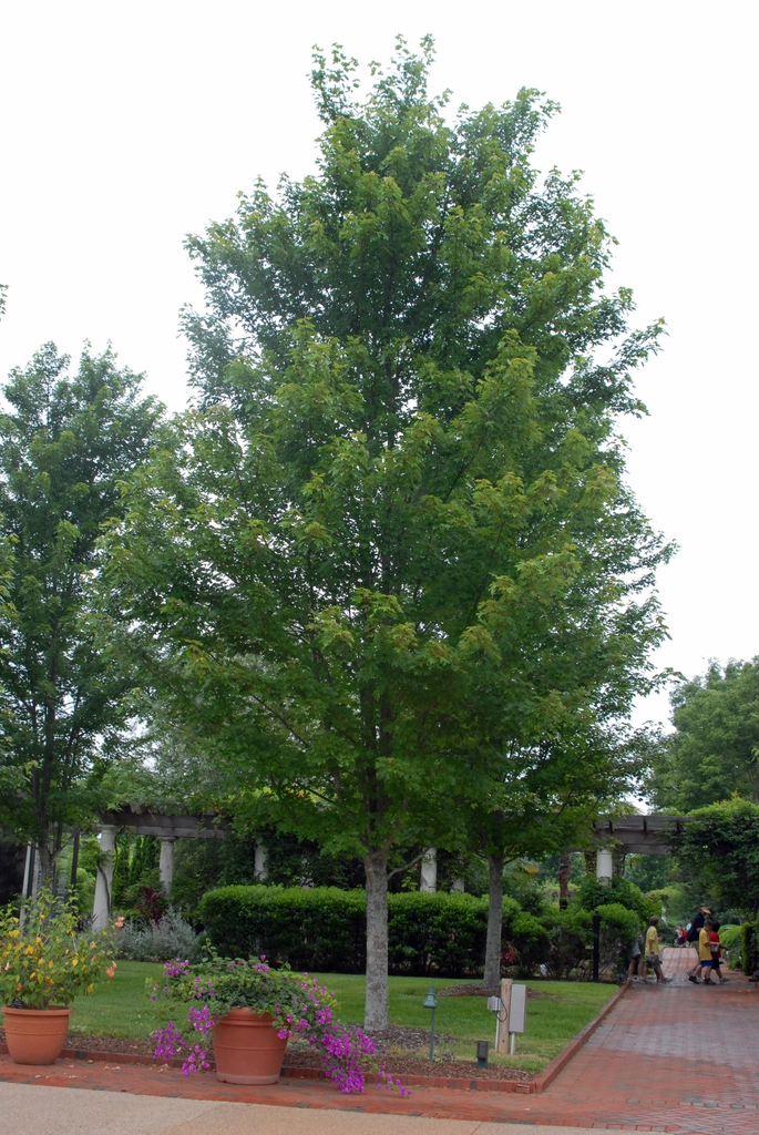 Acer x freemanii