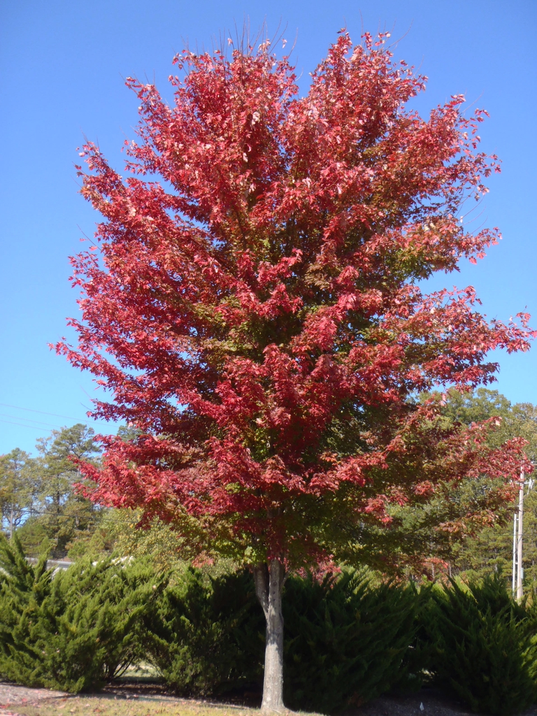 Acer x freemanii
