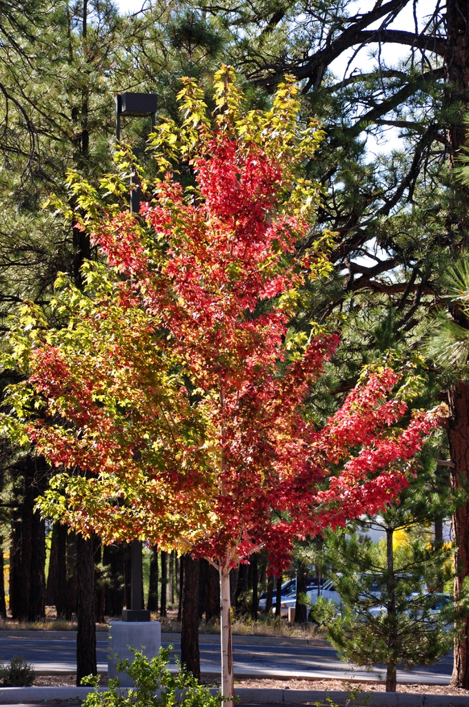 Acer x freemanii - color changing for fall