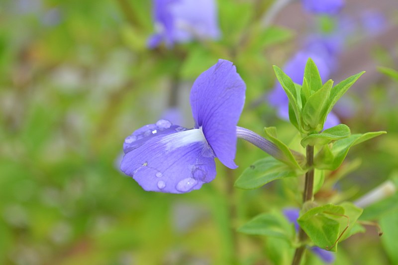 Achetaria azure