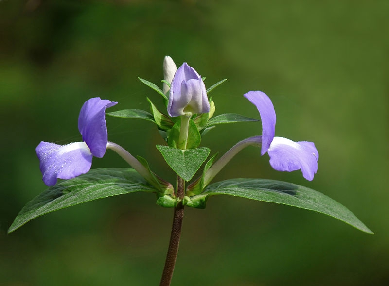 Achetaria azure