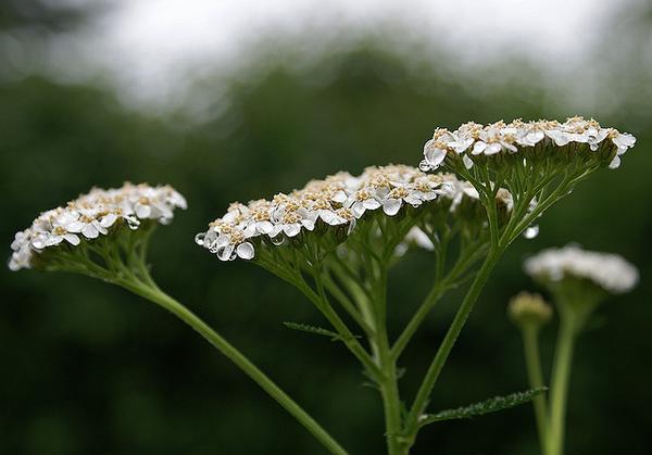 Achillea millefolium