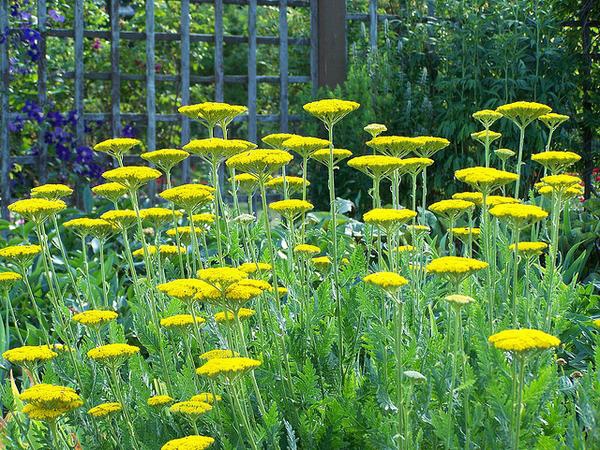 Achillea millefolium