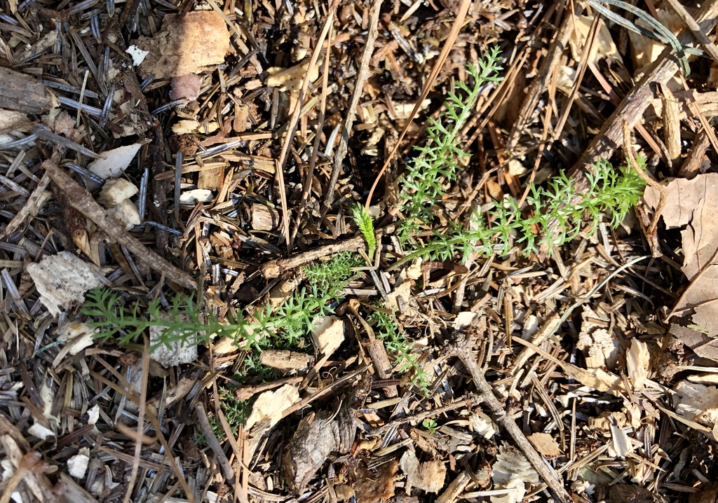 Seedling - Form - March - Wake Co., NC