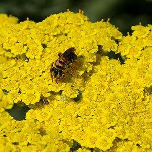 Achillea-x-moonshine