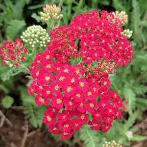 Achillea-x-paprika