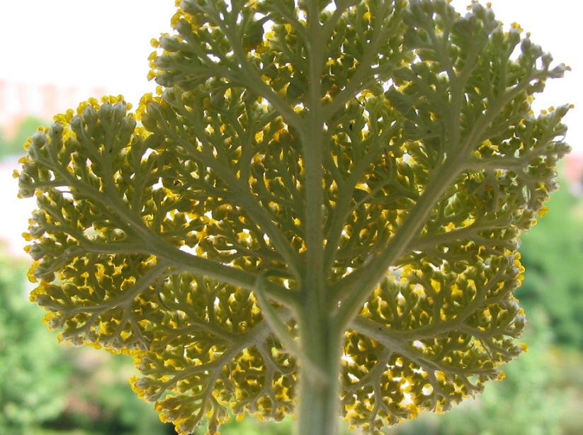 Achillea filipendulina