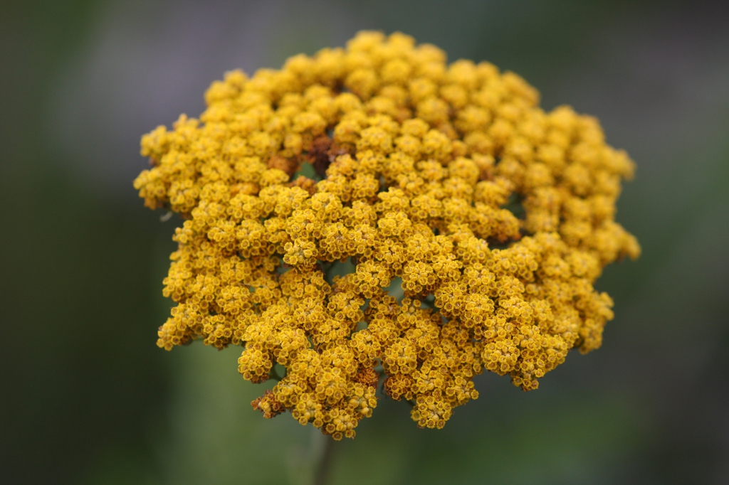 Achillea filipendulina close up of flower