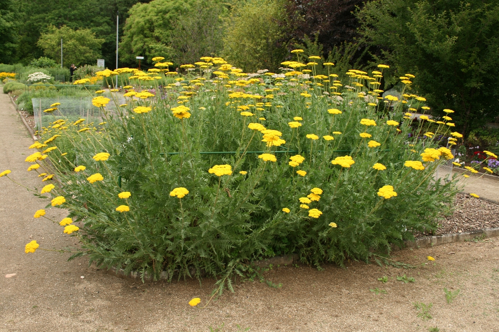 Achillea filipendulina