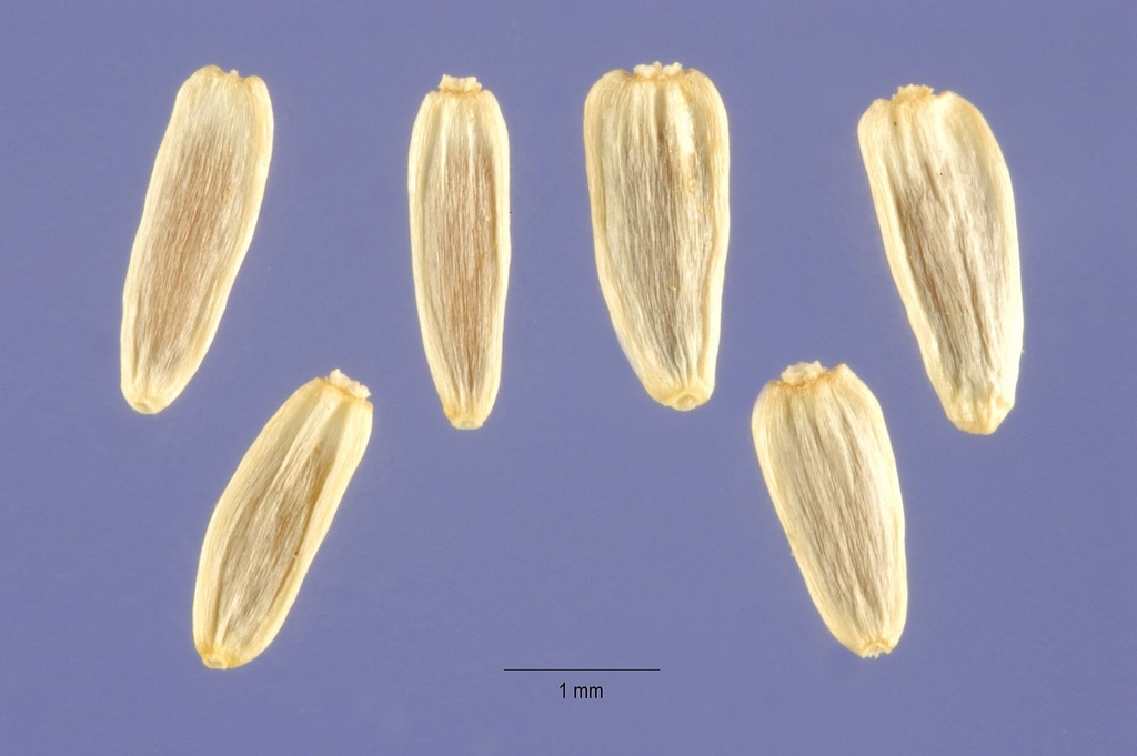 Achenes