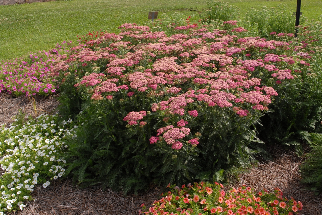 Achillea millefolium