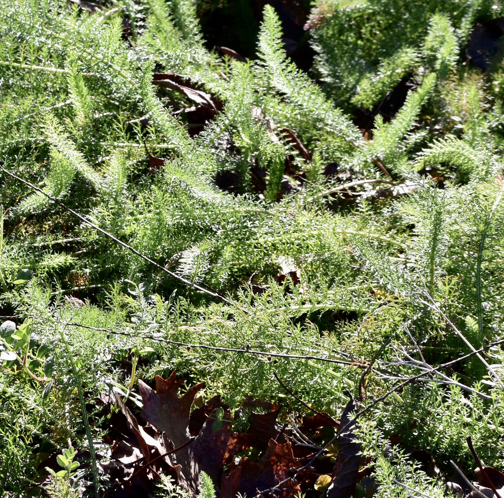 Achillea millefolium