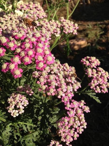 Achillea spp.