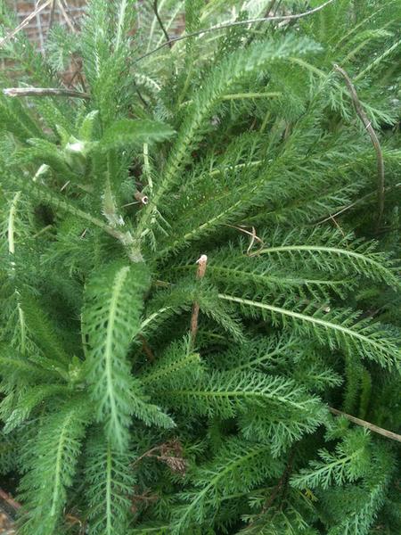 Achillea spp.