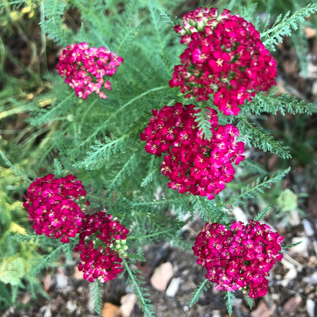 'Strawberry Seduction' blossoms, Wake County, NC