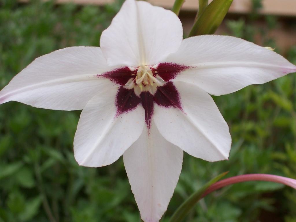 Gladiolus