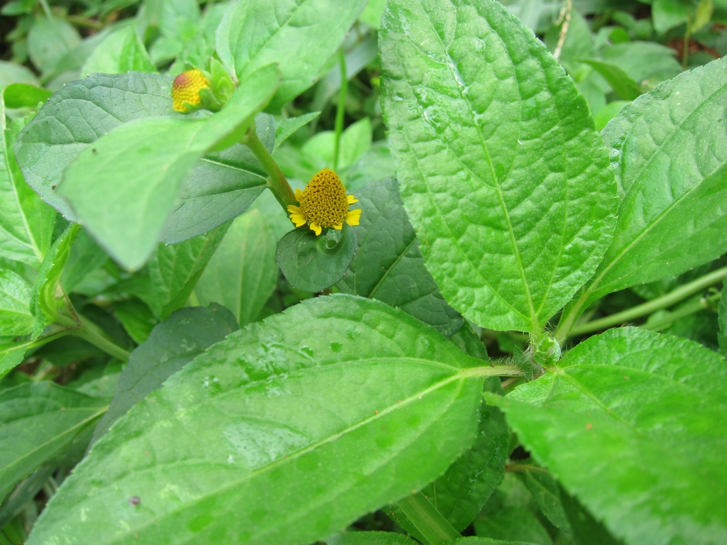 Acmella oleracea