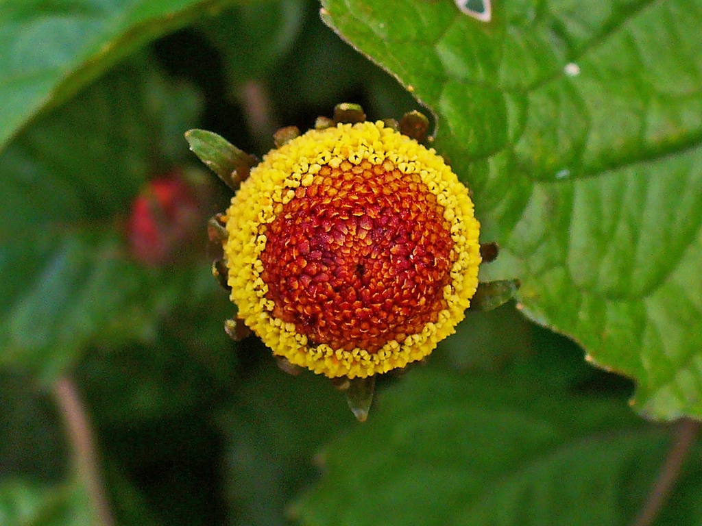 Acmella oleracea