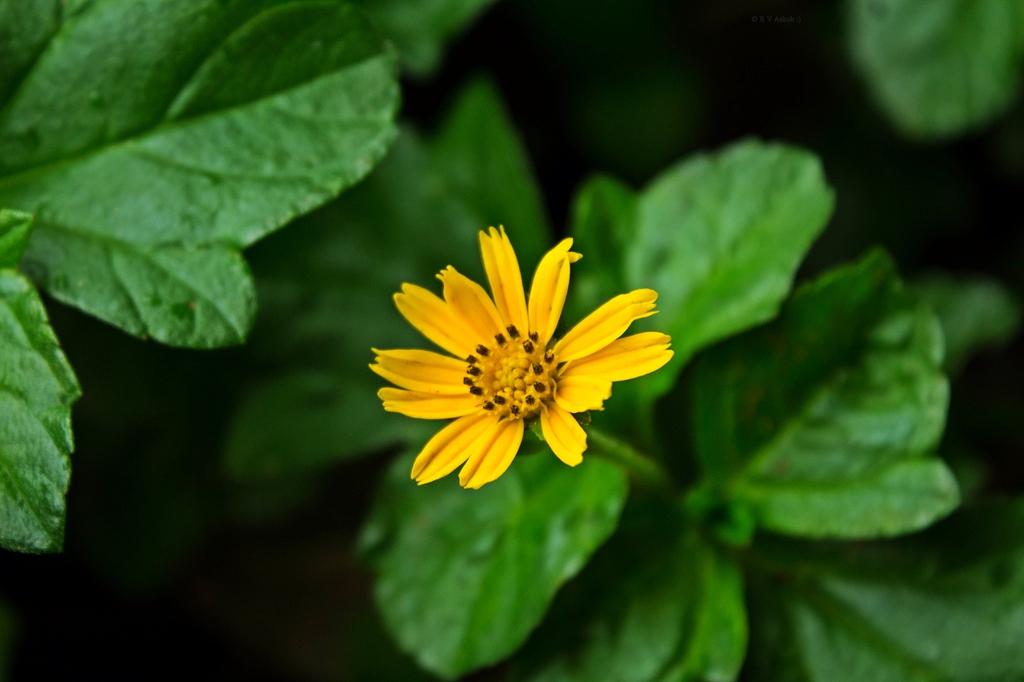 Acmella oleracea